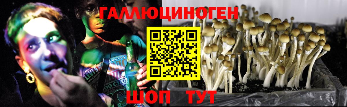 Псилоцибиновые грибы прущие грибы Сосновый Бор